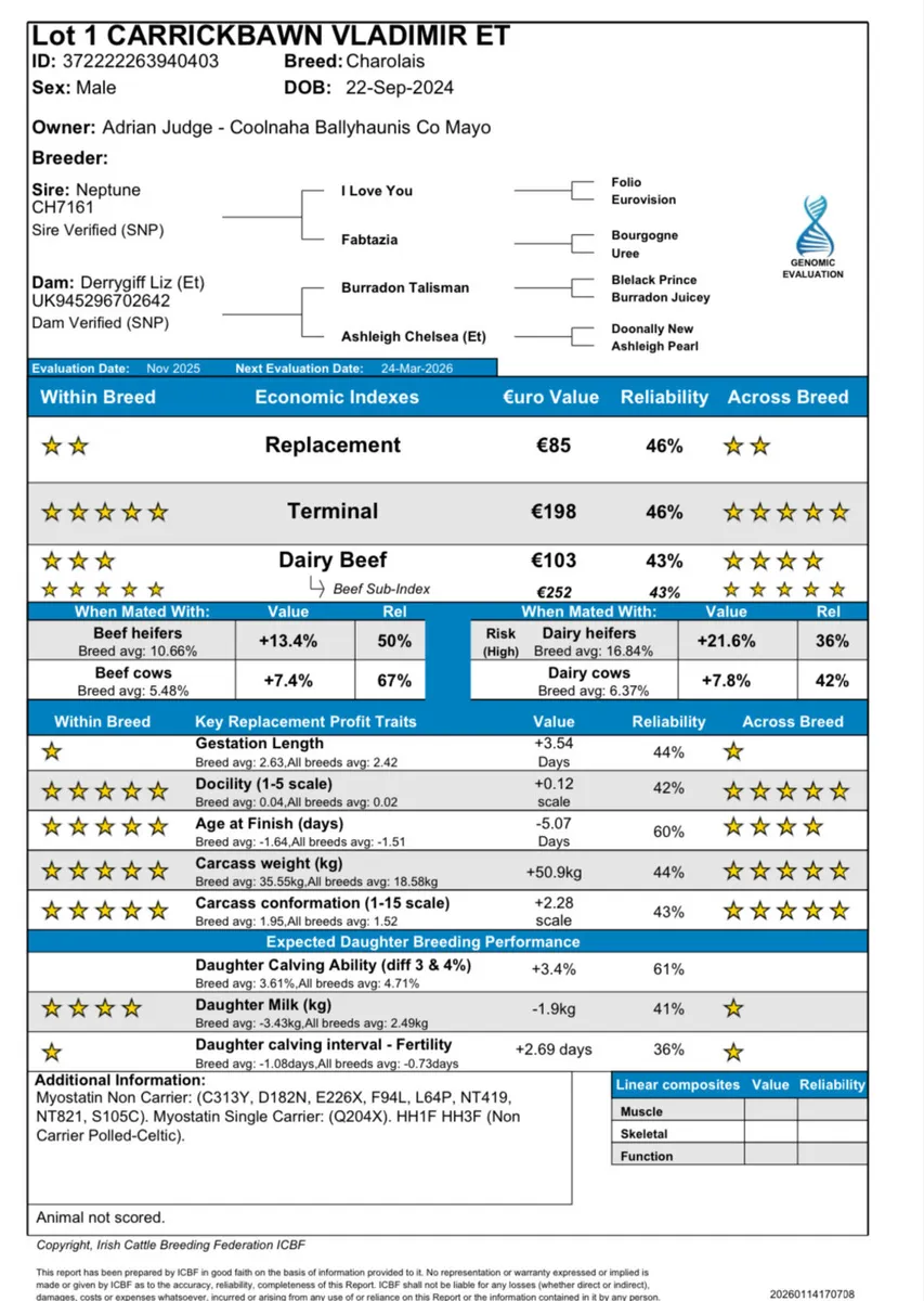 Quality Neptune Charolais Bulls - Image 3