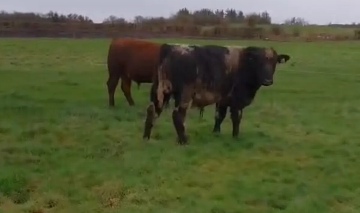 Gort Mart: 19th March: Organic & General - Image 4