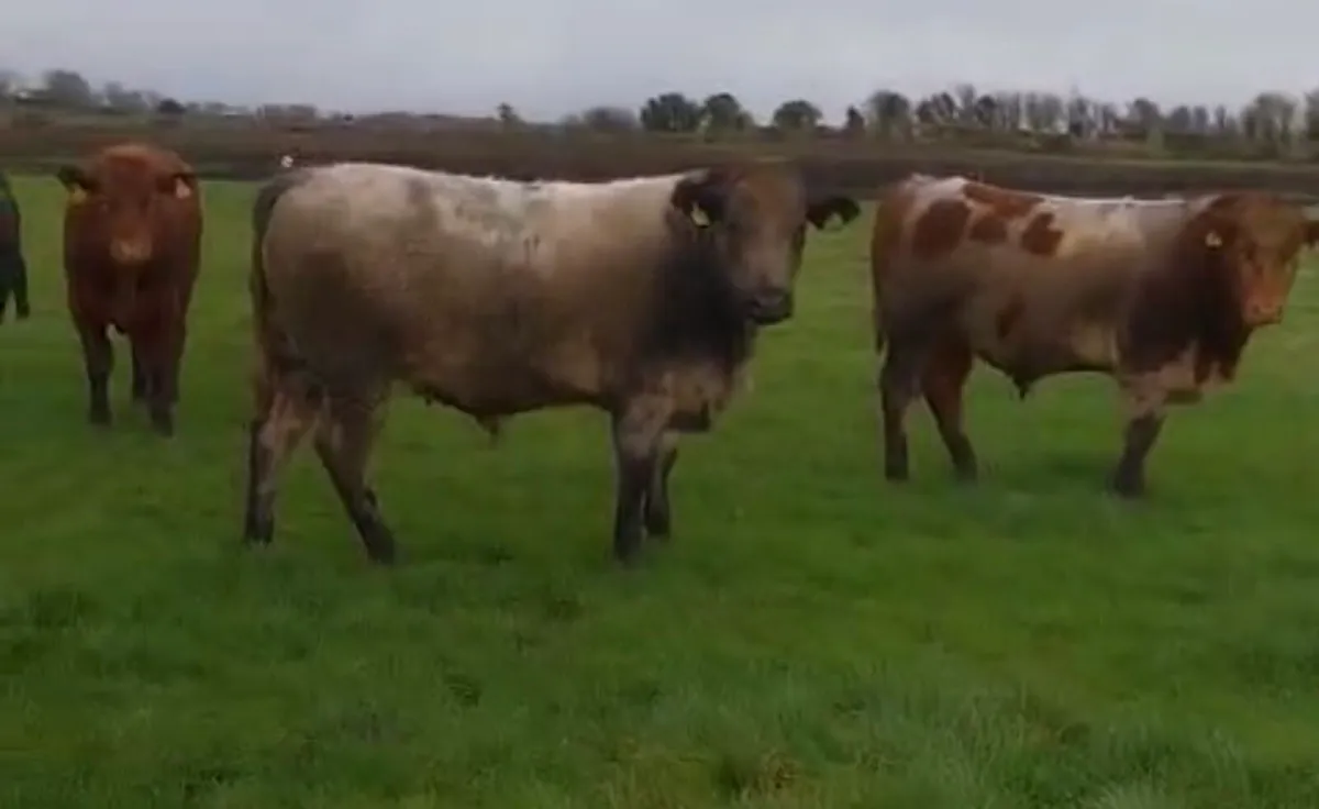 Gort Mart: 19th March: Organic & General - Image 3