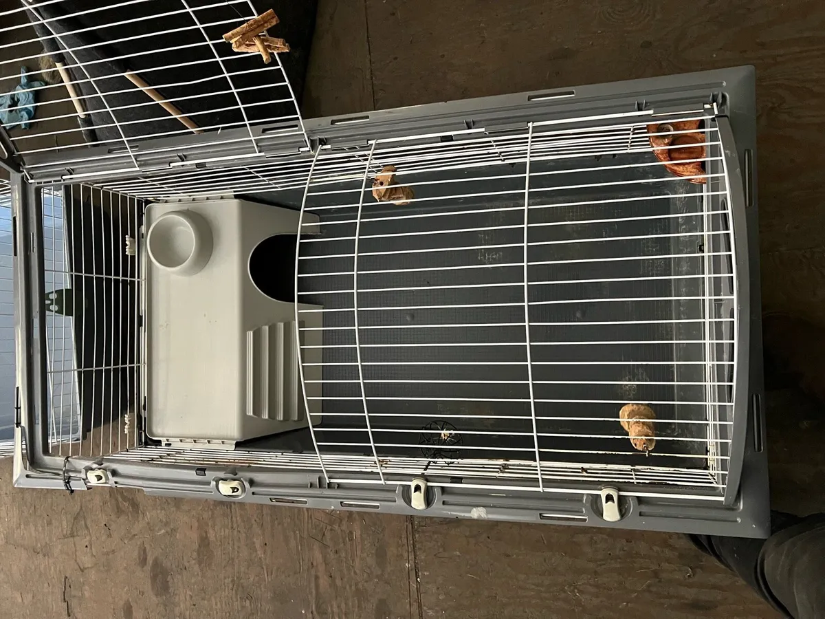 Rabbit cages - Image 3