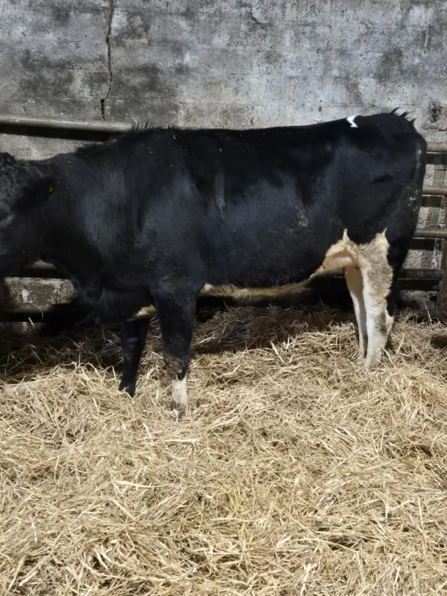 Holstein fresian springing heifers - Image 2