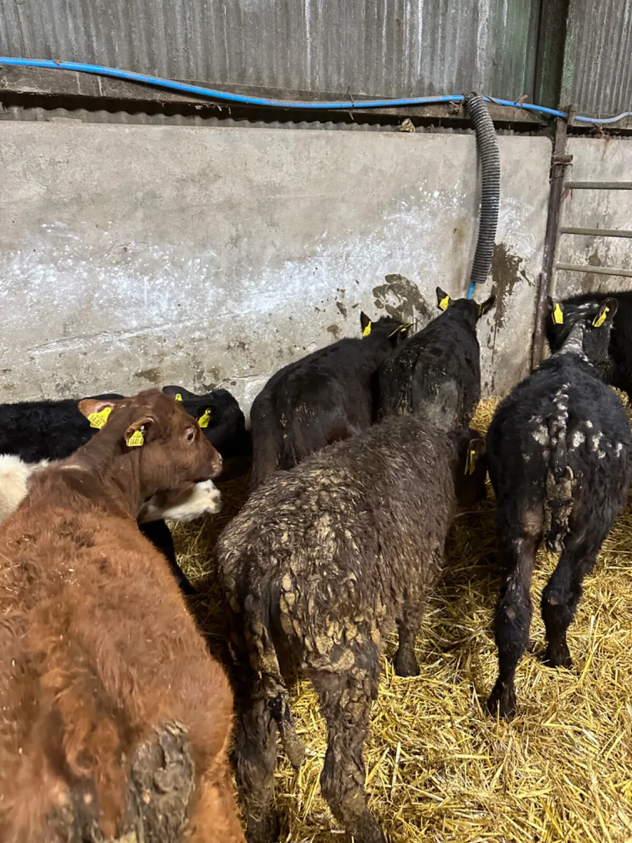 Bulls and heifers - Image 4