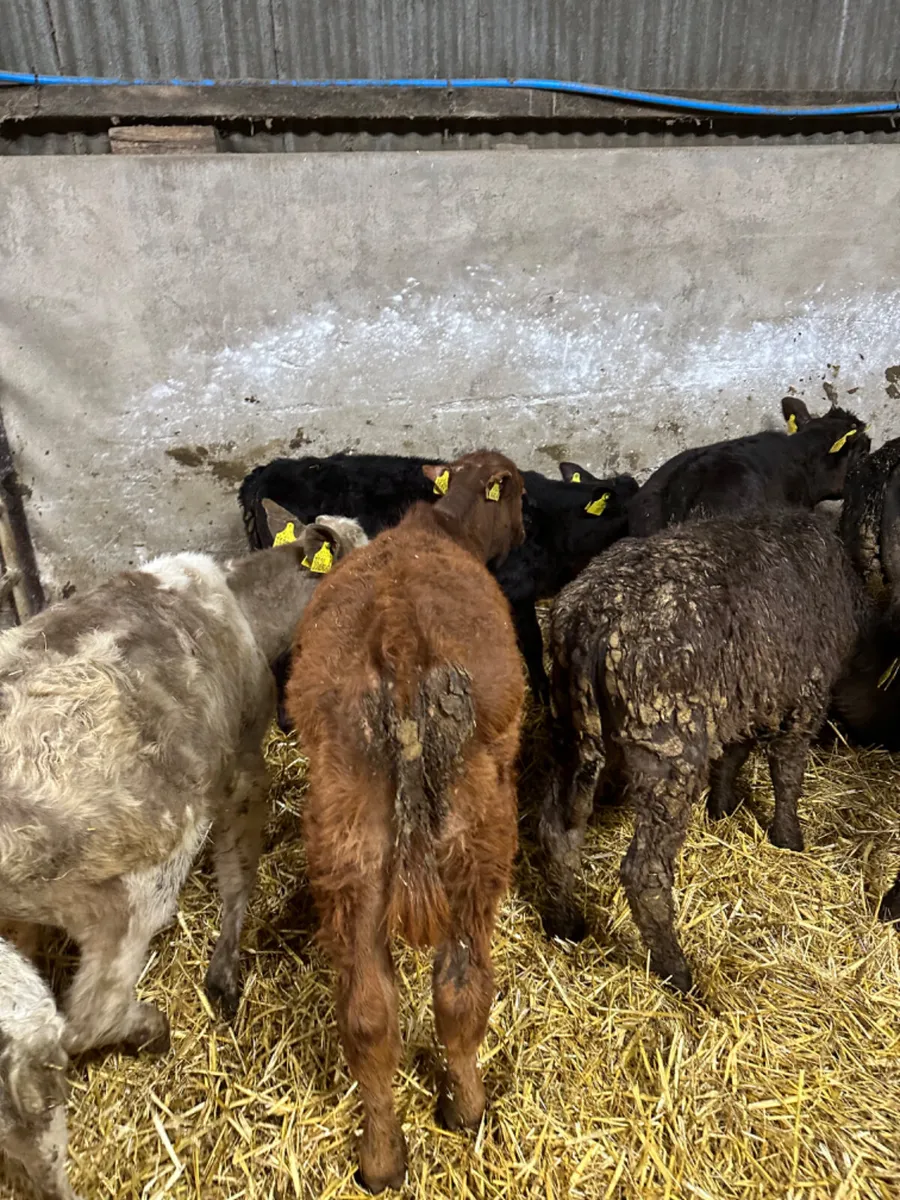 Bulls and heifers - Image 2