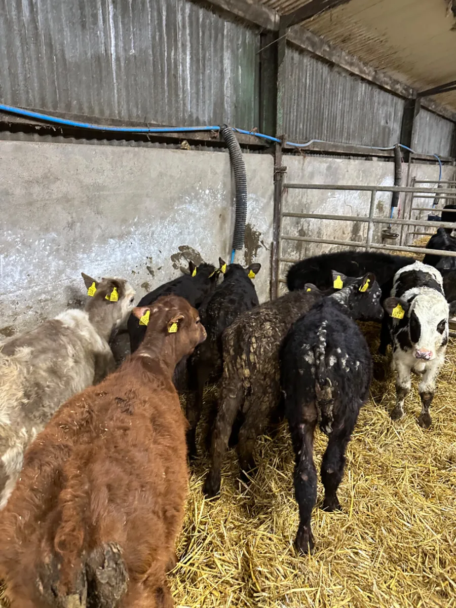 Bulls and heifers - Image 3