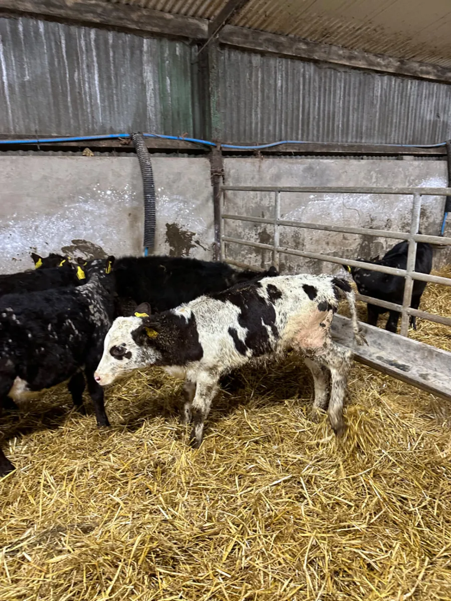 Bulls and heifers - Image 1