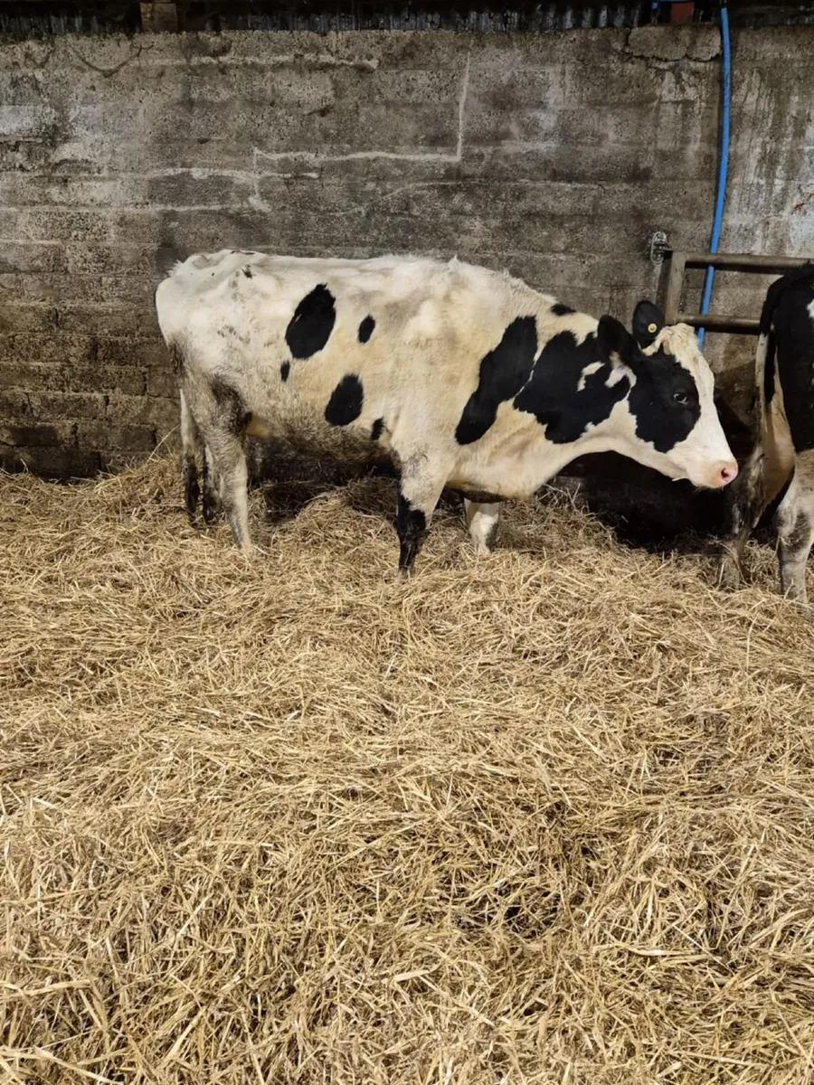 Holstein fresian springing heifers - Image 4