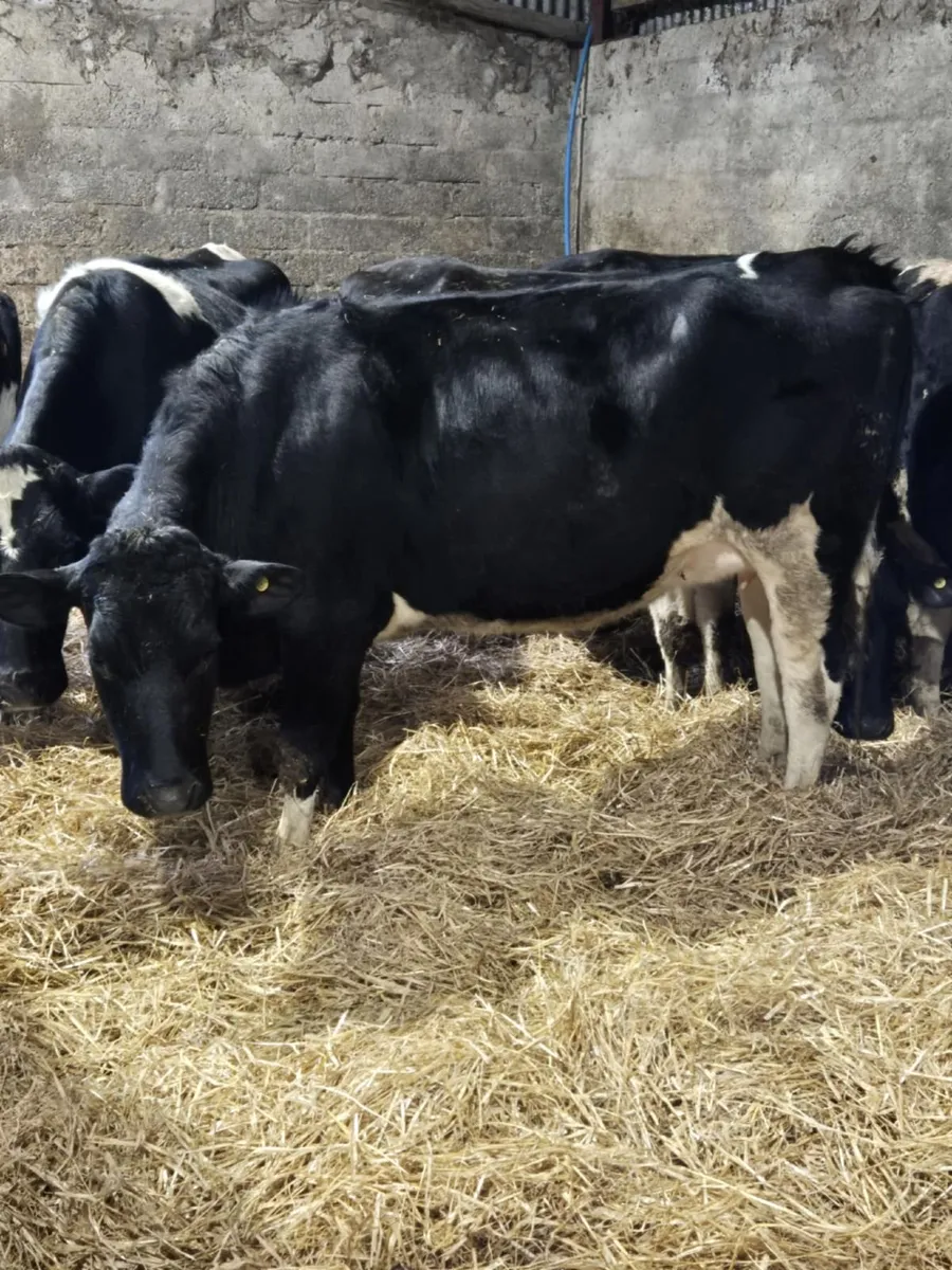 Holstein fresian springing heifers - Image 1