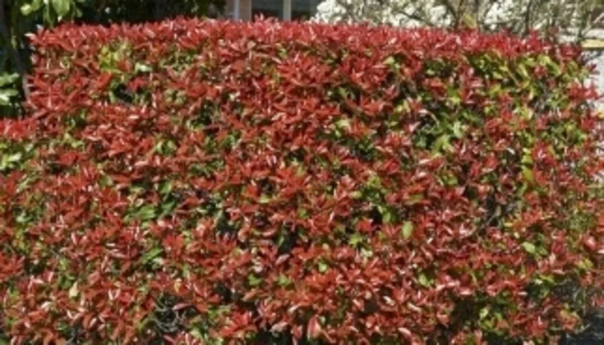 Red Robin Hedging TWO EUROS - Image 3