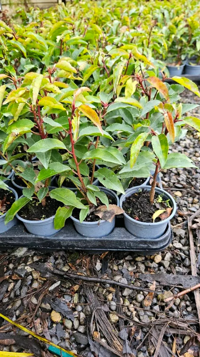 Red Robin Hedging TWO EUROS - Image 2