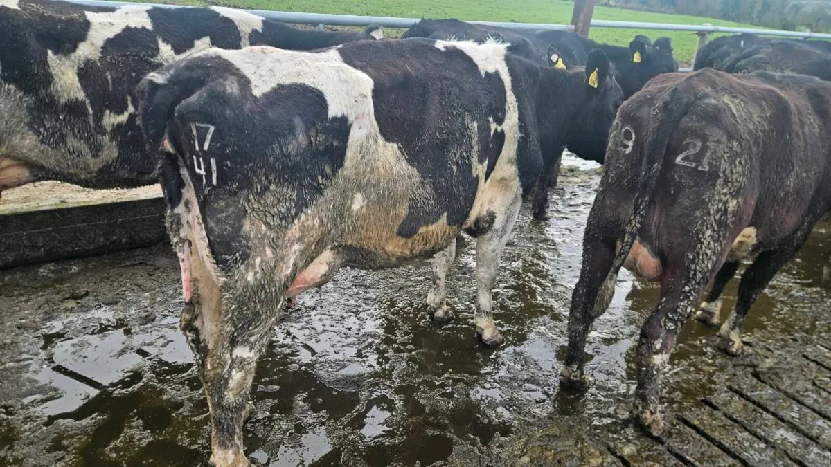 Milking cows - Image 3