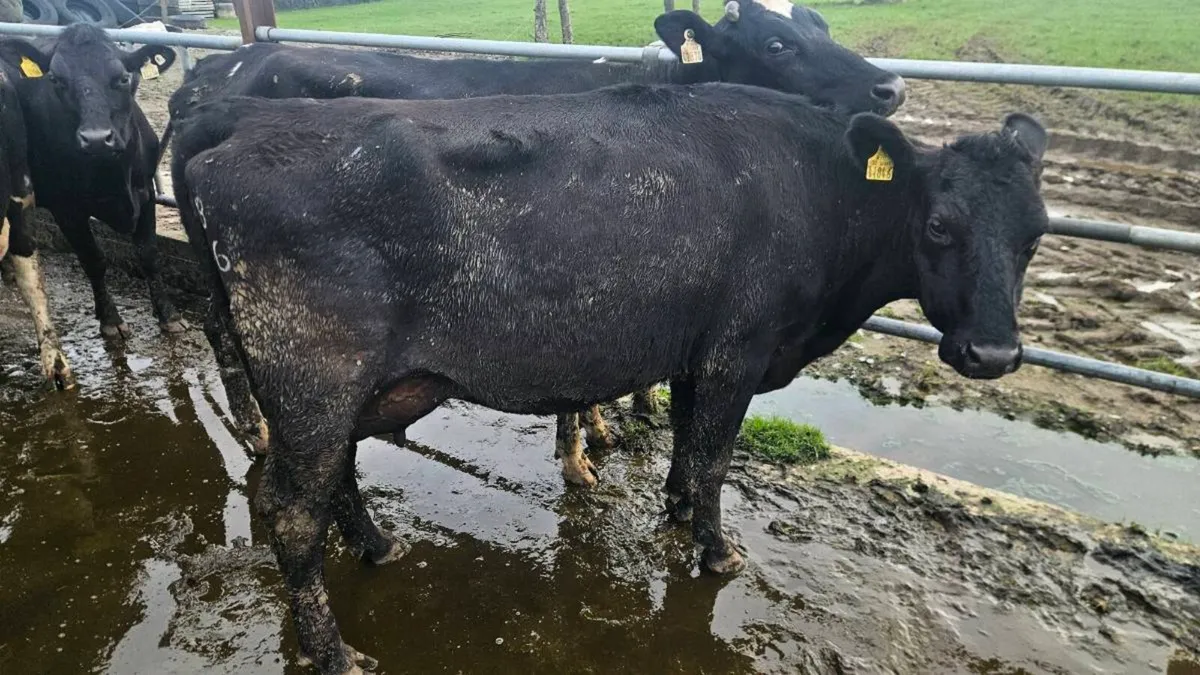 Milking cows - Image 4