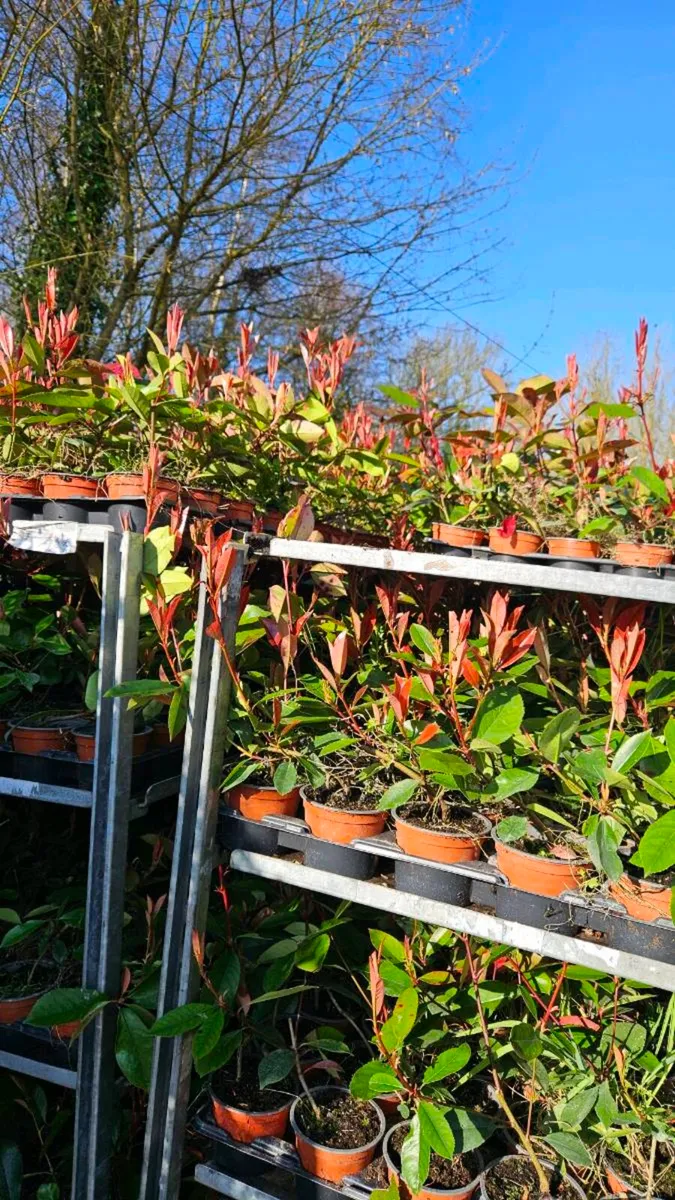 Red Robin Hedging TWO EUROS - Image 2