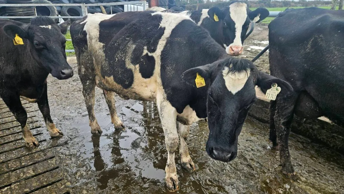 Milking cows - Image 2