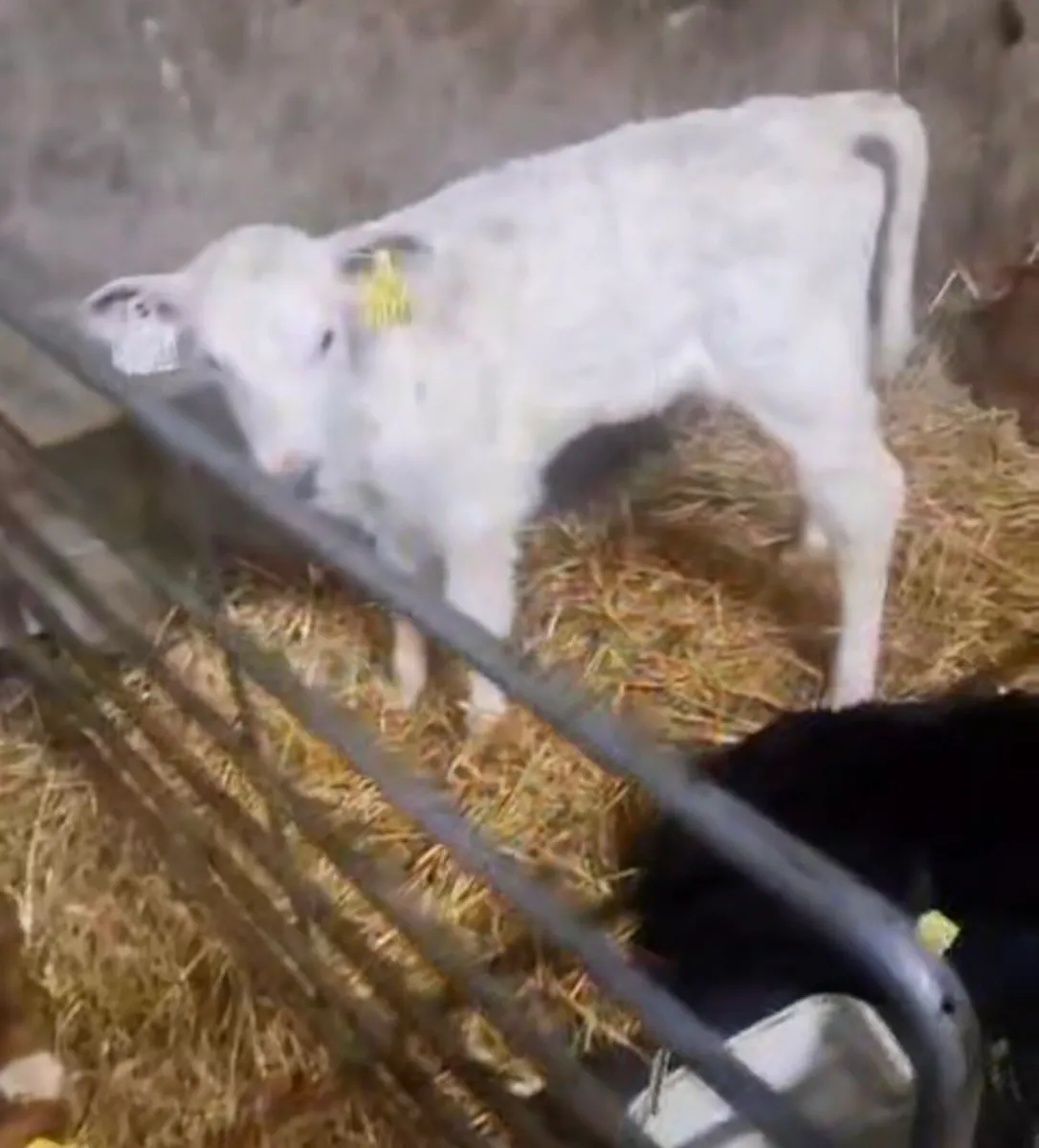 Selection of calfs - Image 1