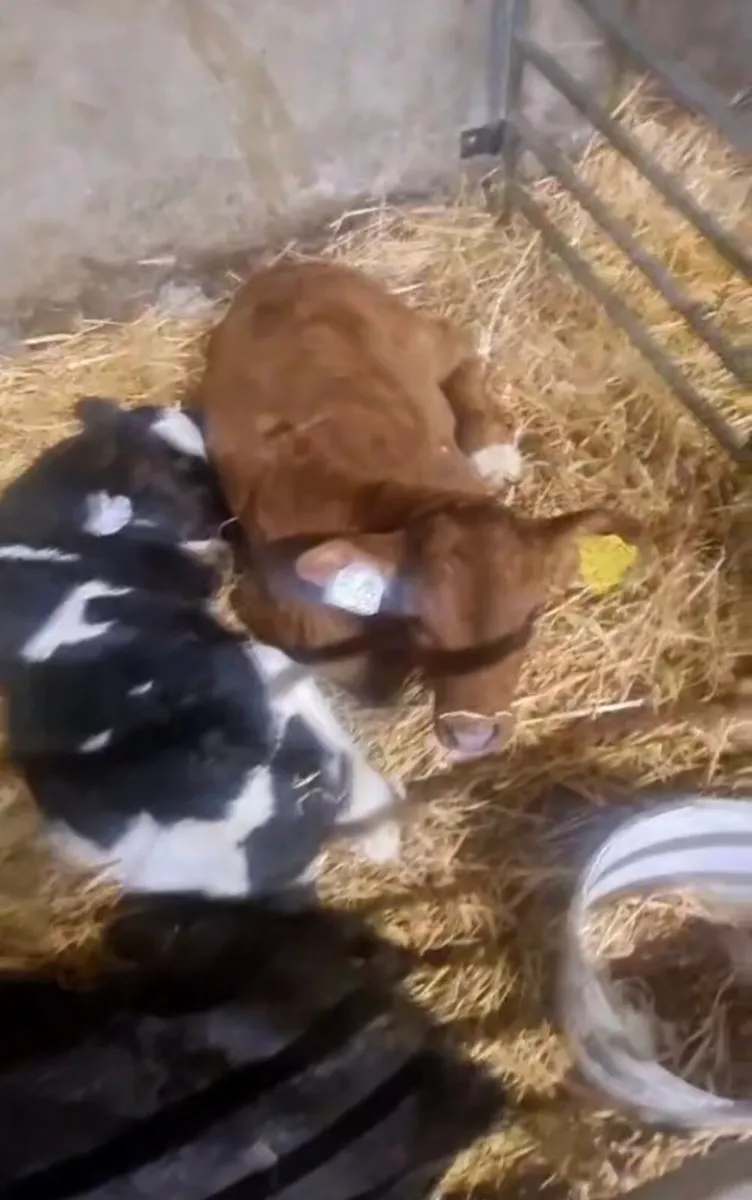 Selection of calfs - Image 2