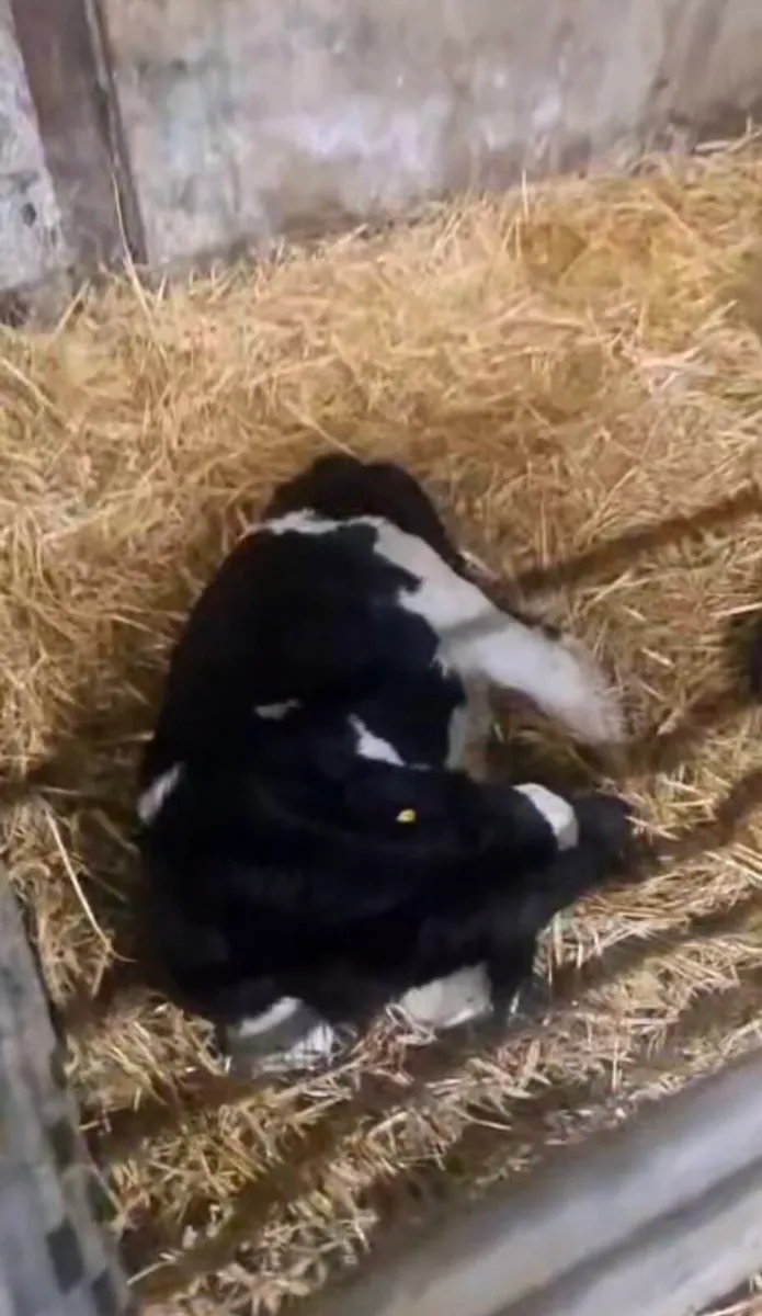 Selection of calfs - Image 3