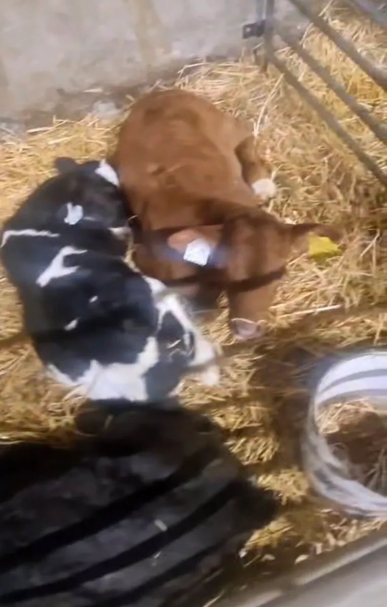 Selection of calfs - Image 4