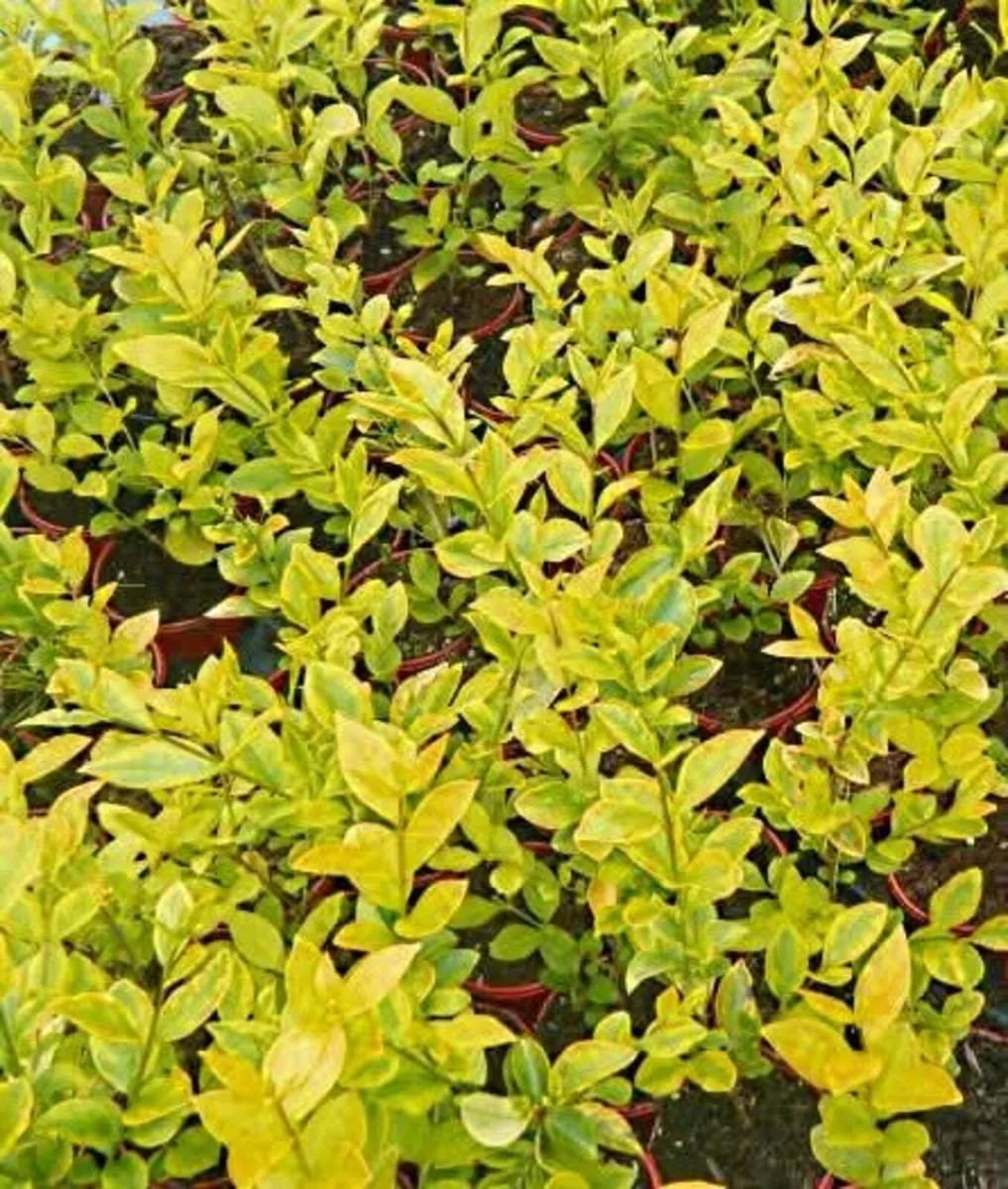 Red Robin Hedging TWO EUROS - Image 4