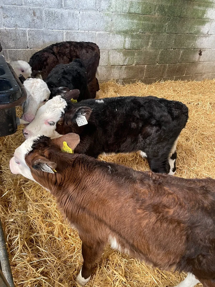 Calves - Image 1