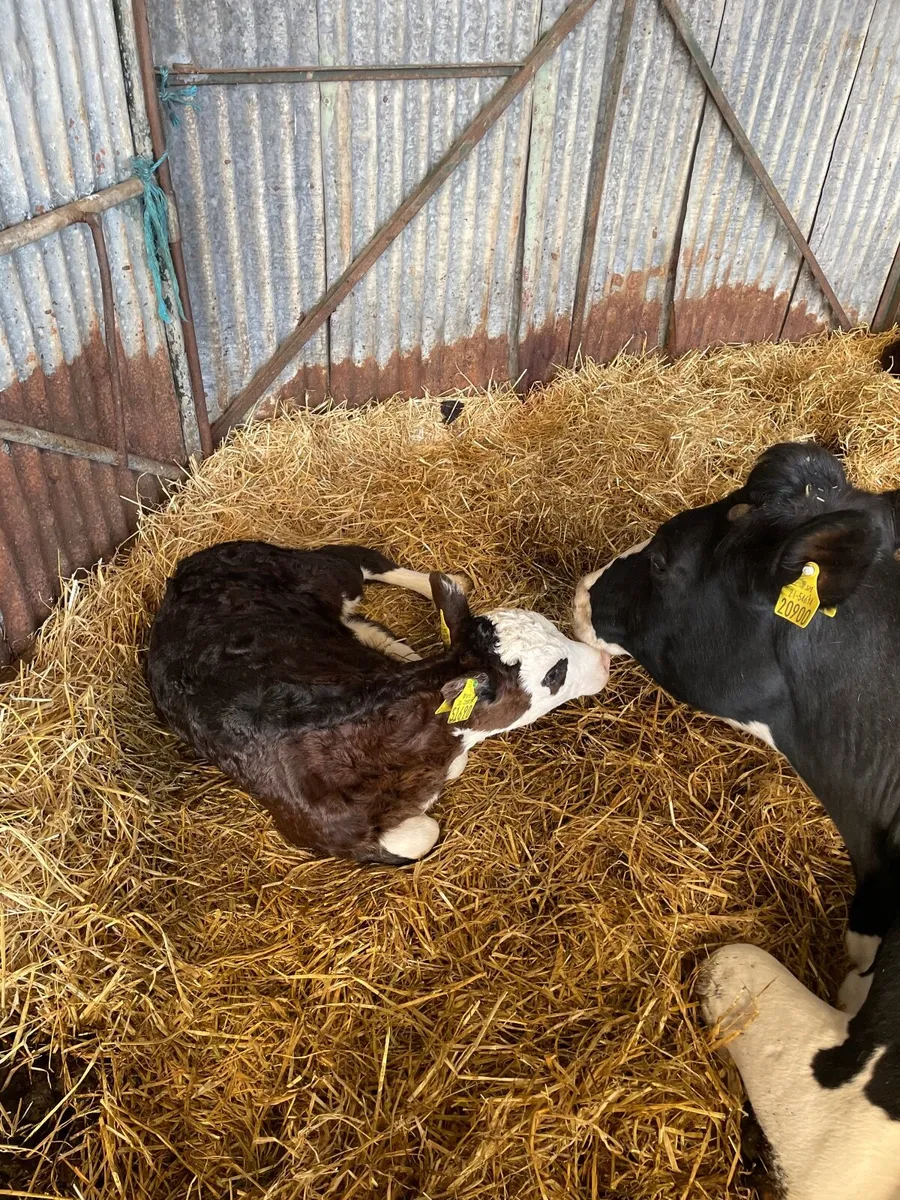 Calves - Image 2