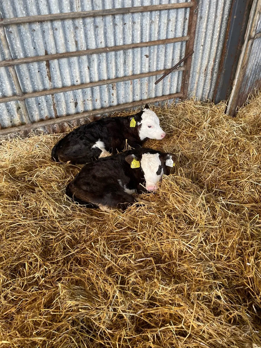 Calves - Image 4