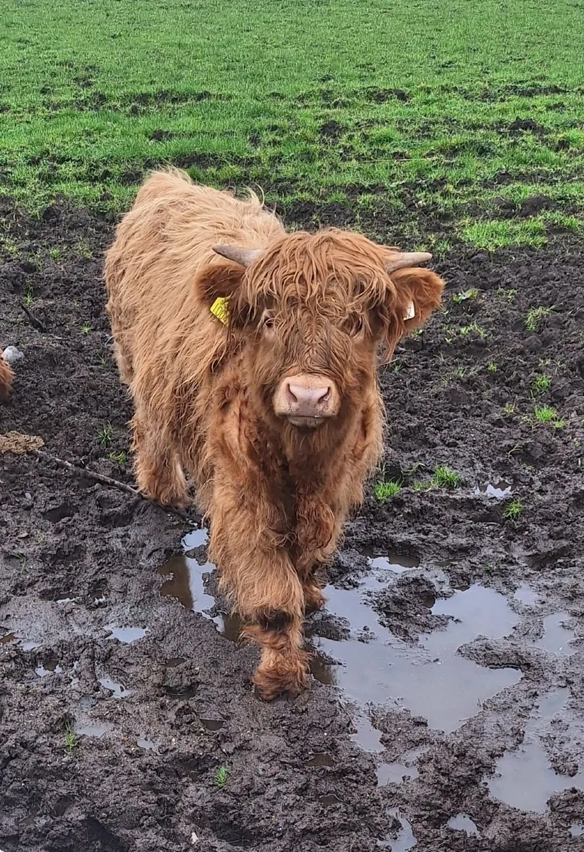 Highland Bull Calf purebred - Image 2