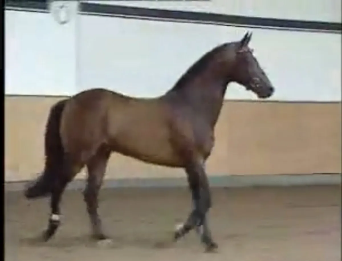 LANCEDOR AES 2 star stallion for stud - Image 1