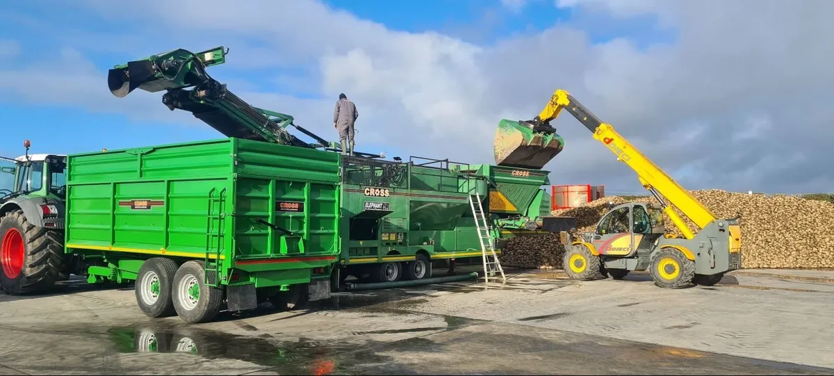 Washed Beet - Image 2