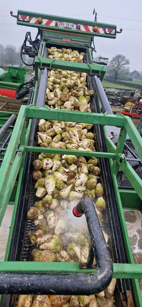 Washed Beet - Image 3