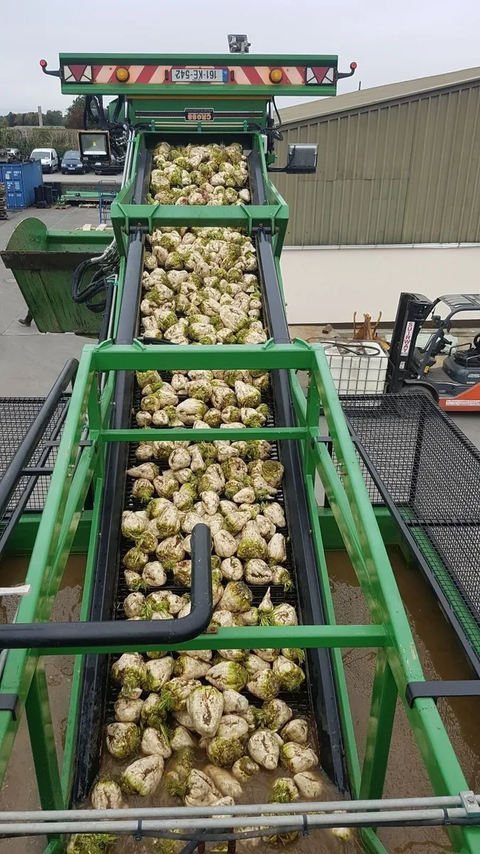 Washed Beet - Image 1