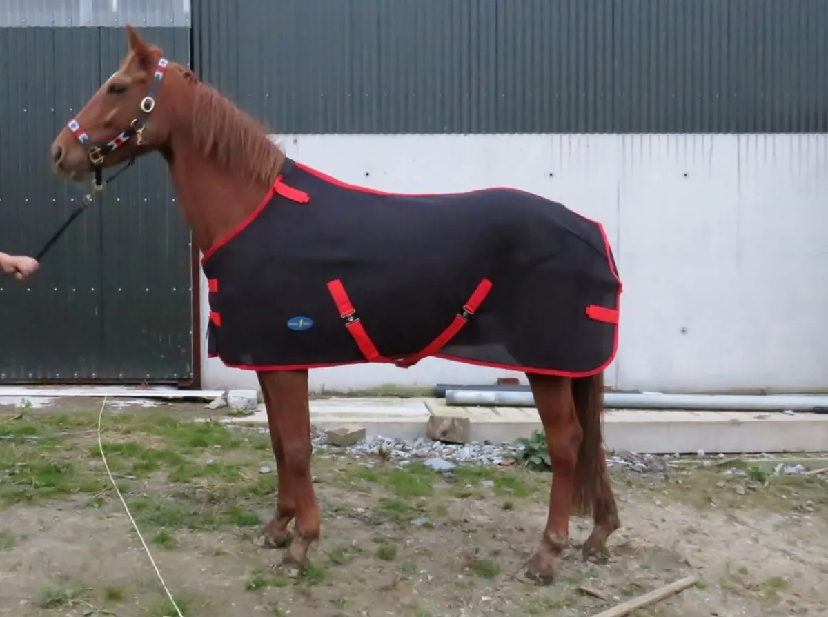 Horse Rugs - all sizes available - Image 1