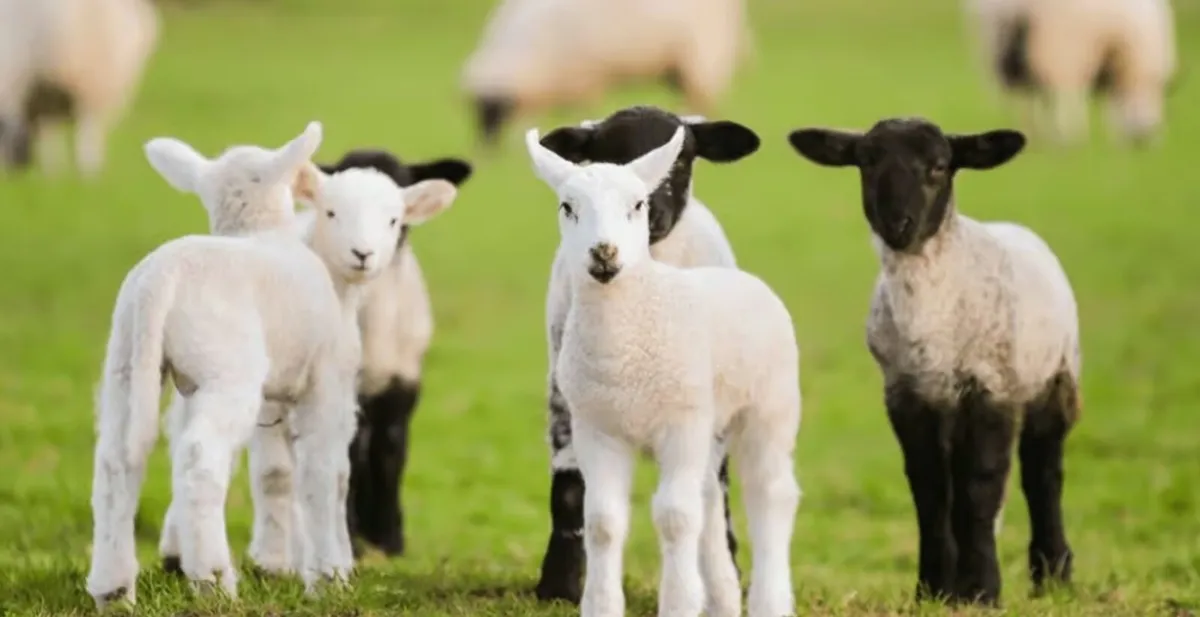 Foster lamb / pet lambs