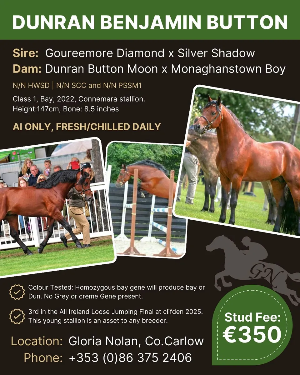 Connemara Stallion  "Dunran Benjamin Button" - Image 1
