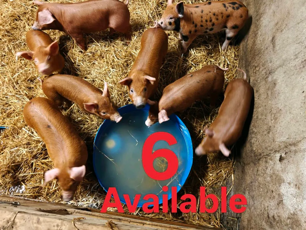 Weaner pigs - Image 1