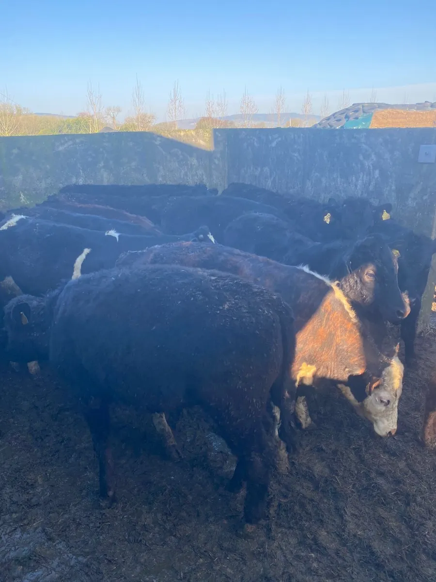 Grass cattle - Image 1