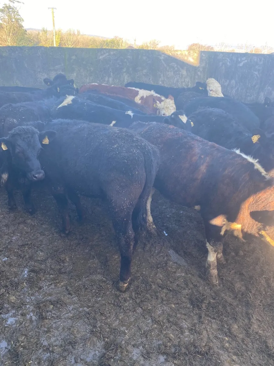 Grass cattle - Image 2