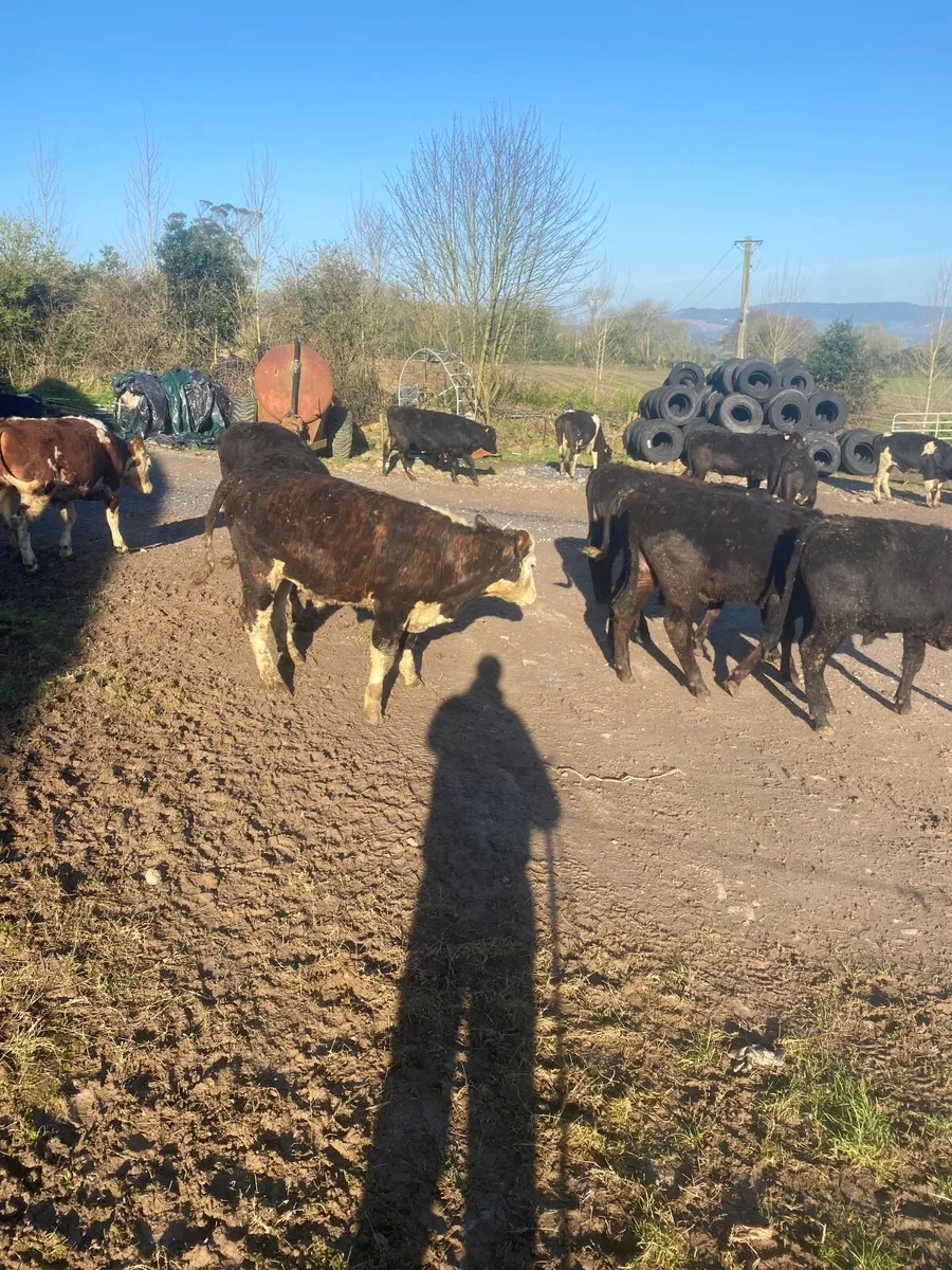 Grass cattle - Image 4