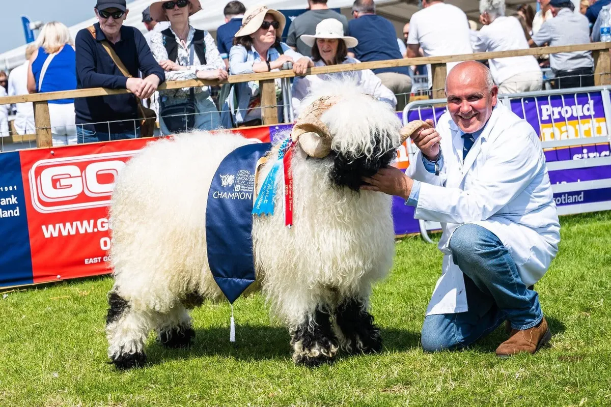 Beatties Valais Blacknose Dispersal - Image 2