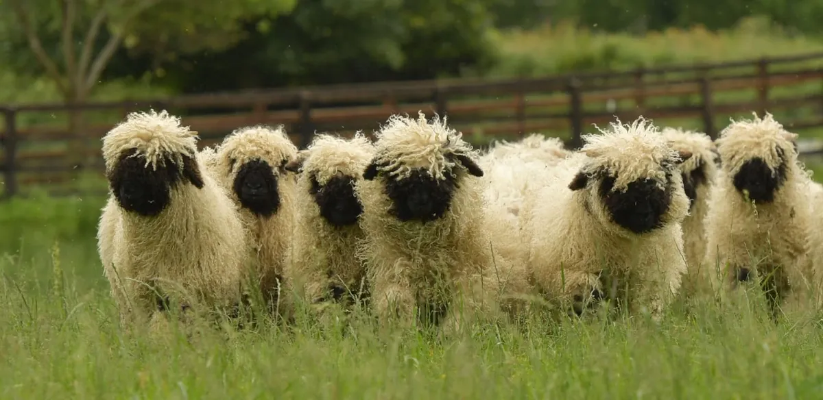 Beatties Valais Blacknose Dispersal - Image 1