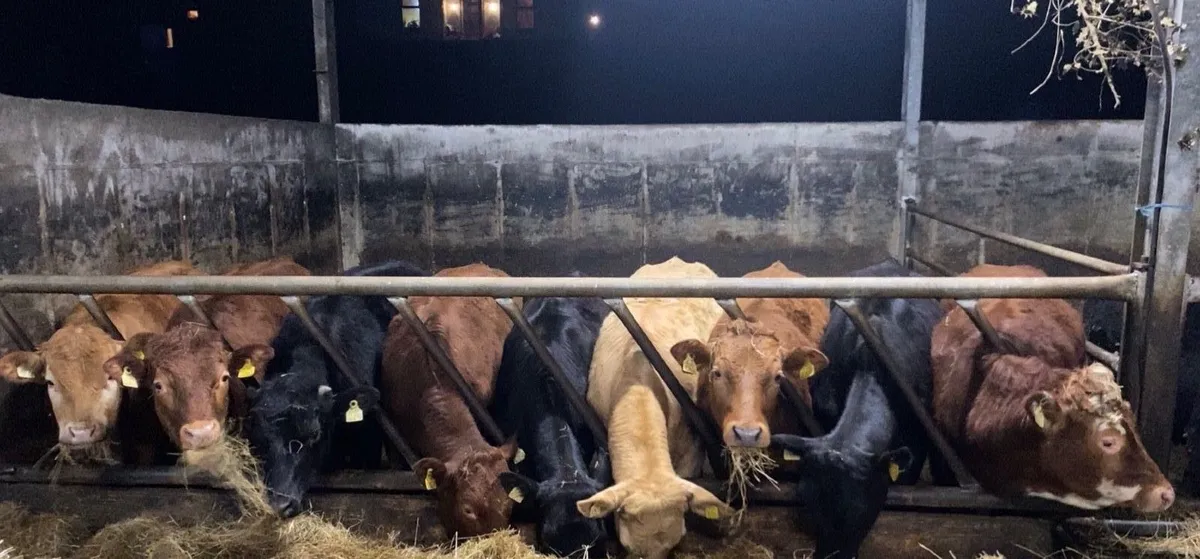 17 Bullocks - Image 4