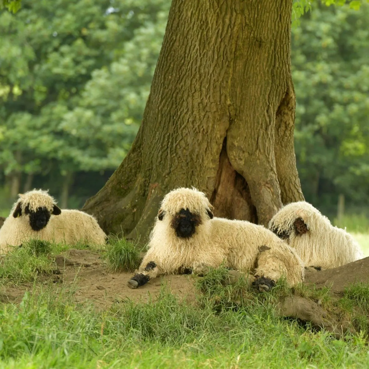 Beatties Valais Blacknose Dispersal - Image 3