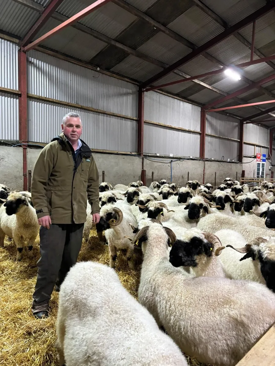 Beatties Valais Blacknose Dispersal - Image 4