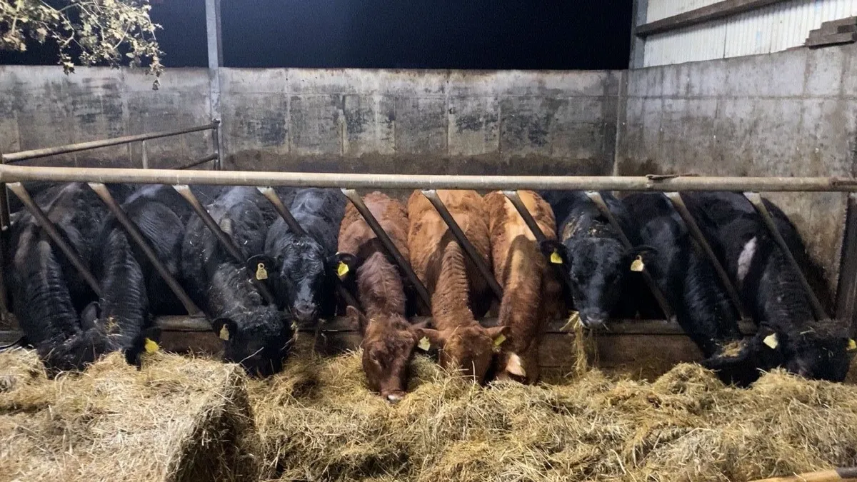 17 Bullocks - Image 3