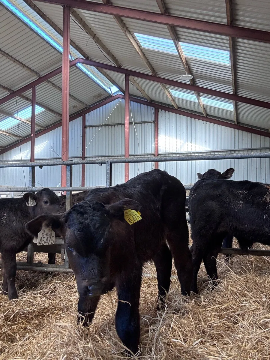 Limousin calves - Image 3