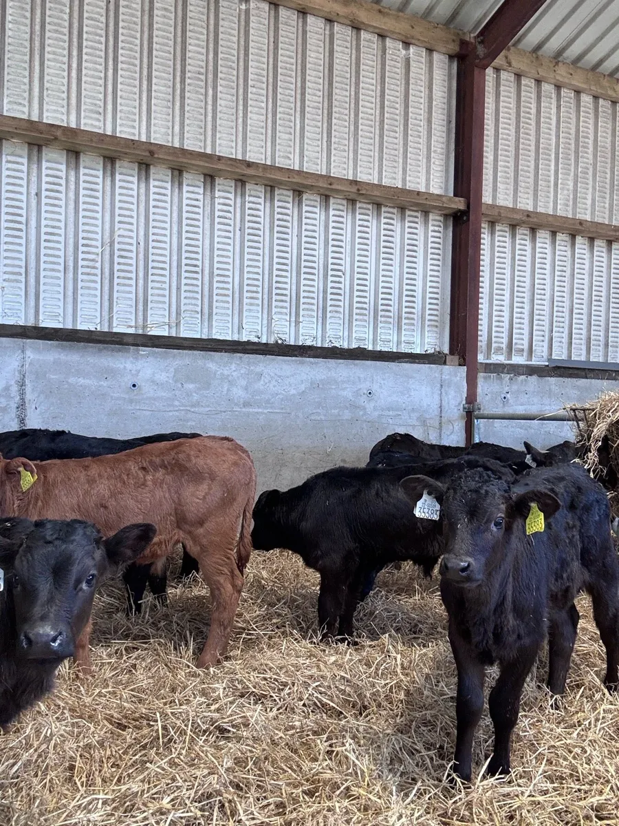Limousin calves - Image 2