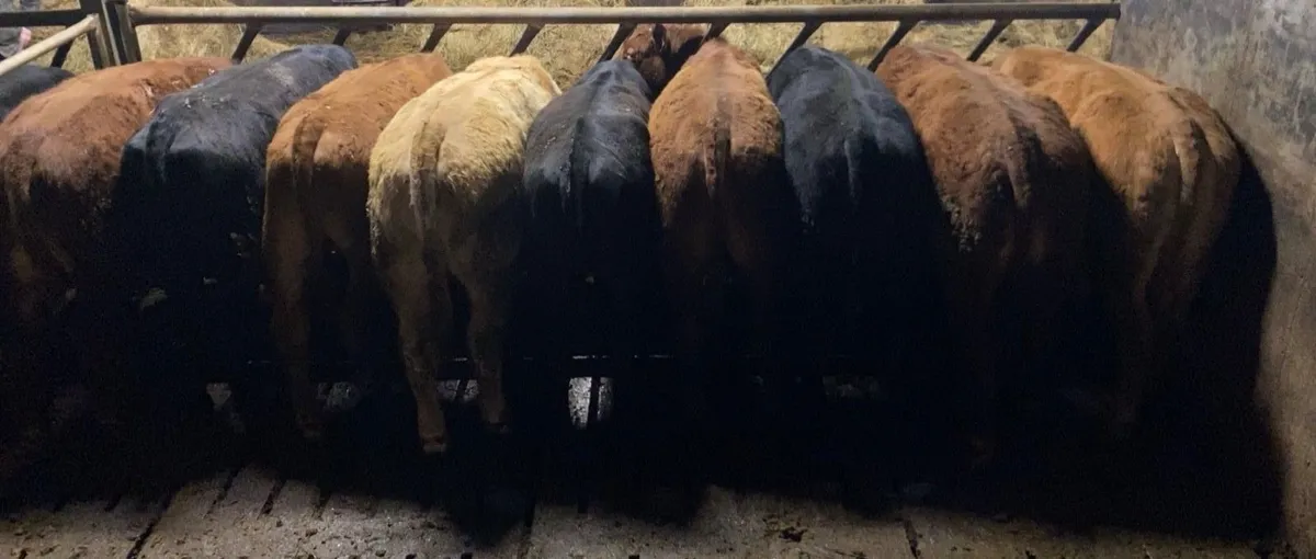 17 Bullocks - Image 1