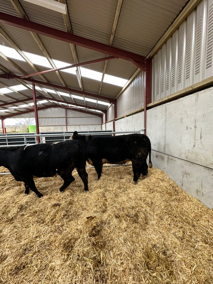 Bulling heifers - Image 4