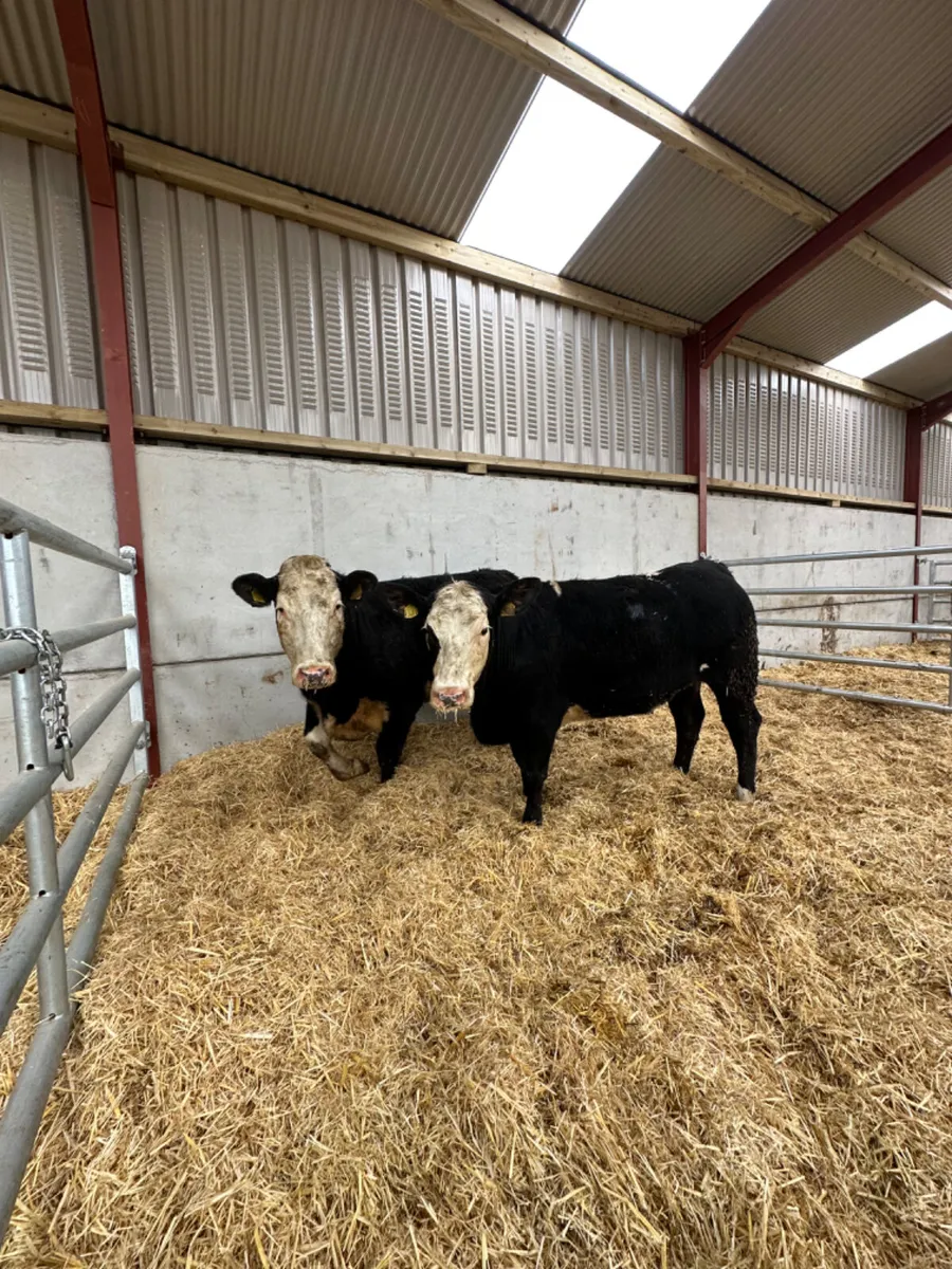 Bulling heifers - Image 1