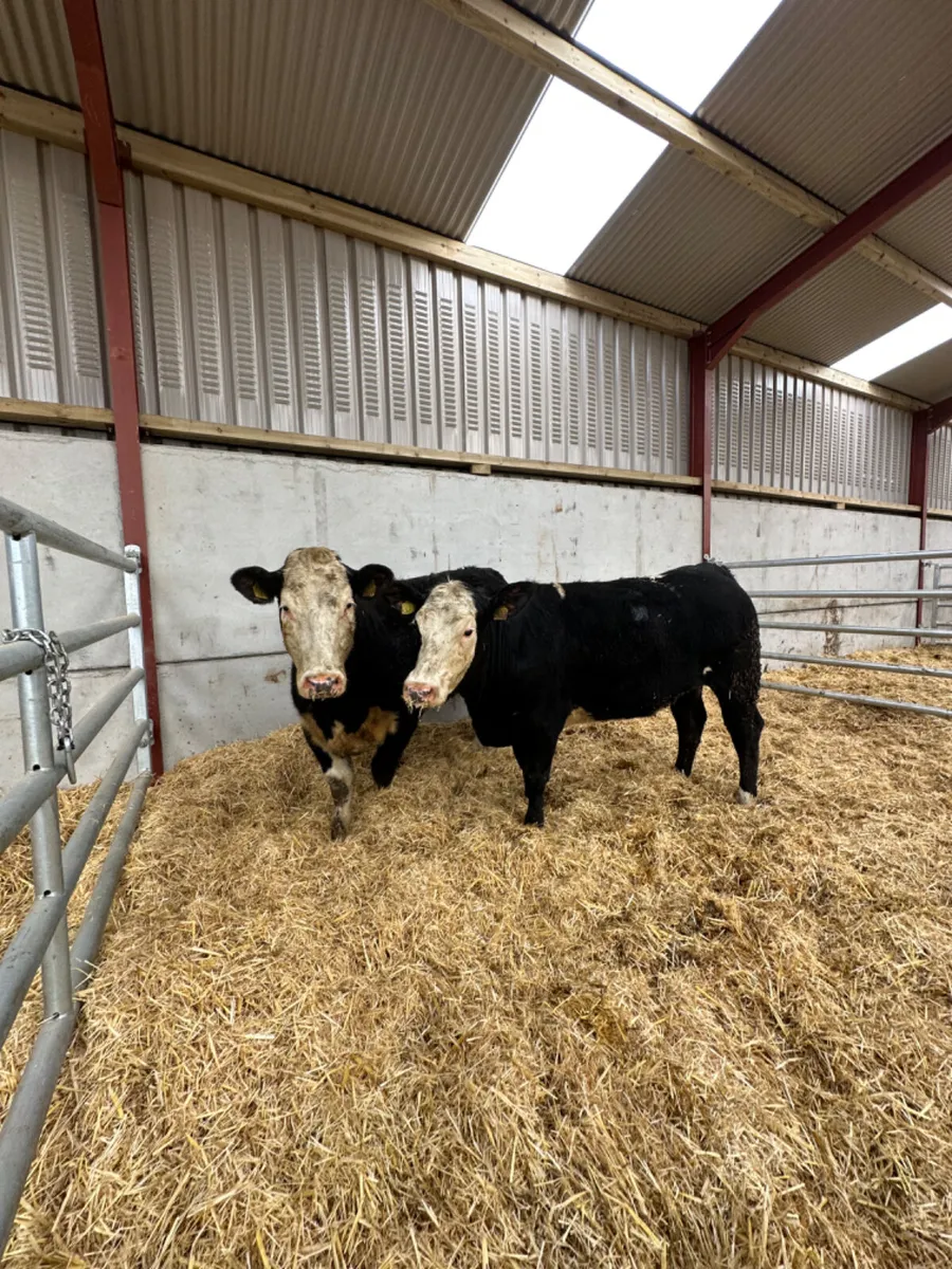 Bulling heifers - Image 3