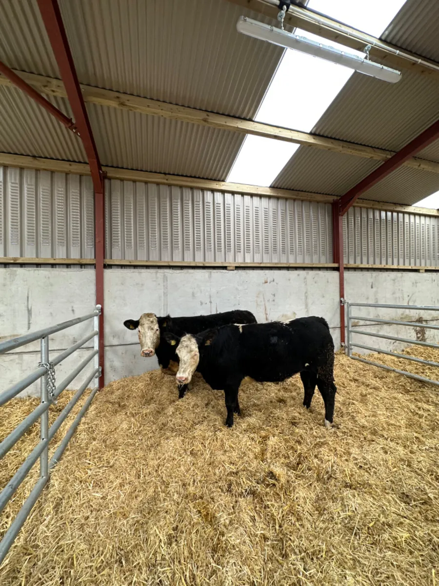 Bulling heifers - Image 2